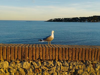 3kg da inviare in Yaoundé